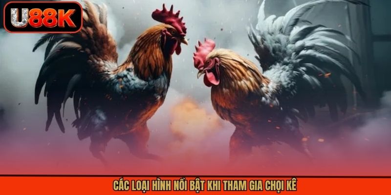 Các loại hình nổi bật khi tham gia chọi kê Các loại hình nổi bật khi tham gia chọi kê