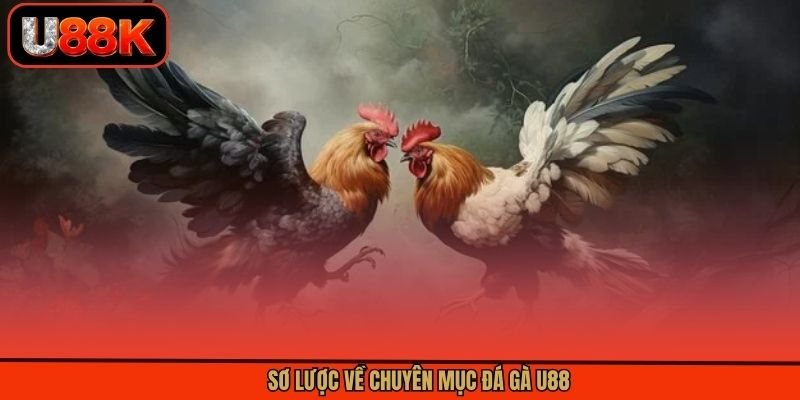 Sơ lược về chuyên mục đá gà online nổi bật Sơ lược về chuyên mục đá gà online nổi bật
