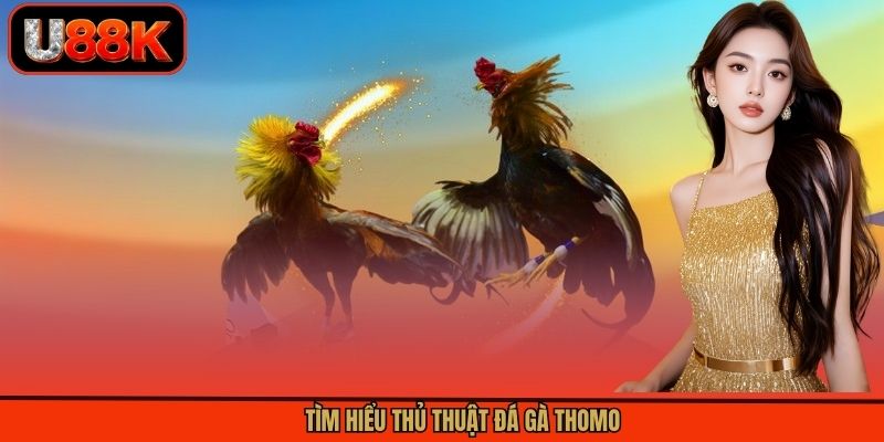 Tìm hiểu thủ thuật đá gà Thomo Tìm hiểu thủ thuật đá gà Thomo