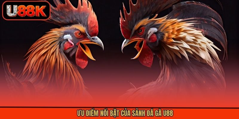 Ưu điểm nổi bật của chuyên mục đá gà U88 Ưu điểm nổi bật của chuyên mục đá gà U88